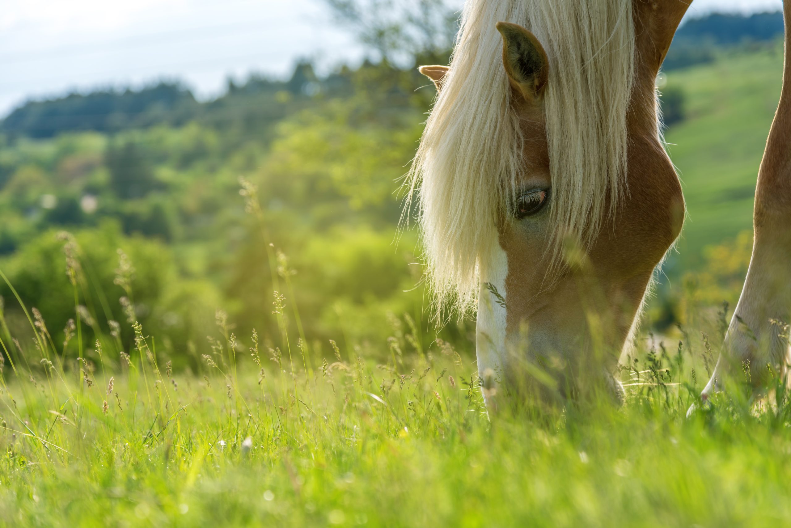 Alimentation du cheval