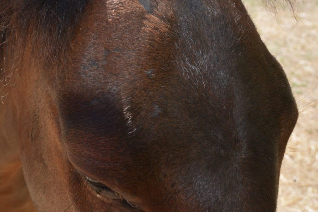 Alimentation du cheval