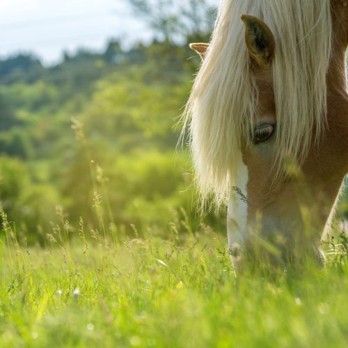 Alimentation du cheval